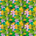 Estampado Purpurata
